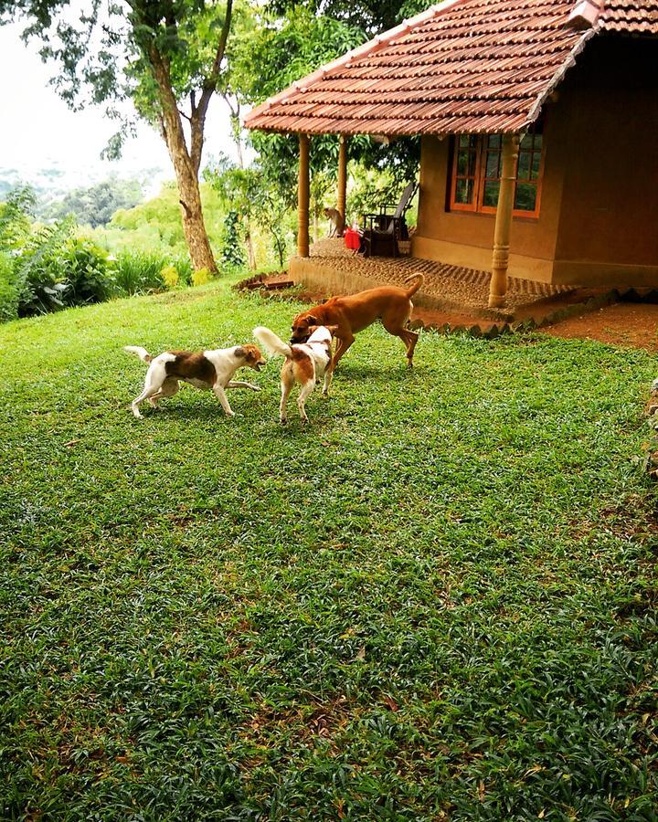 Pepper Hills Cottages Ella Exteriör bild